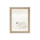 Swan Framed Picture