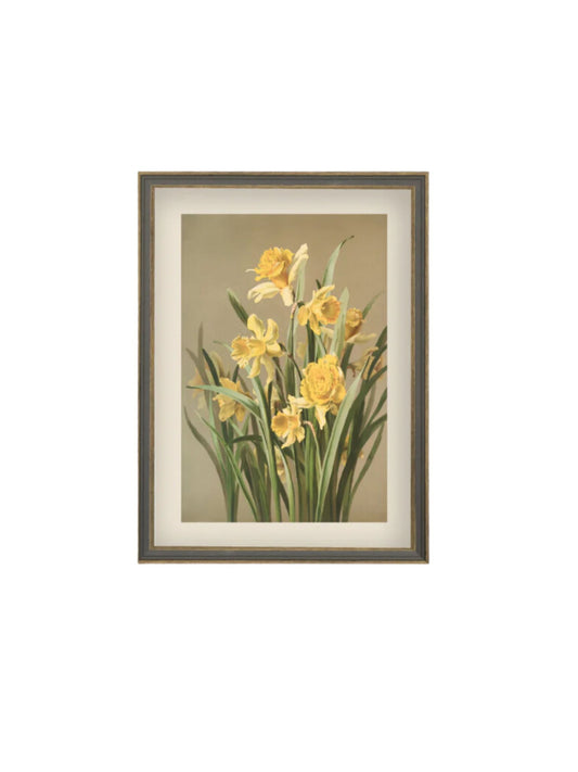 Yellow Daffodil Framed Picture