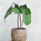 Embossed Terra-cotta Planter