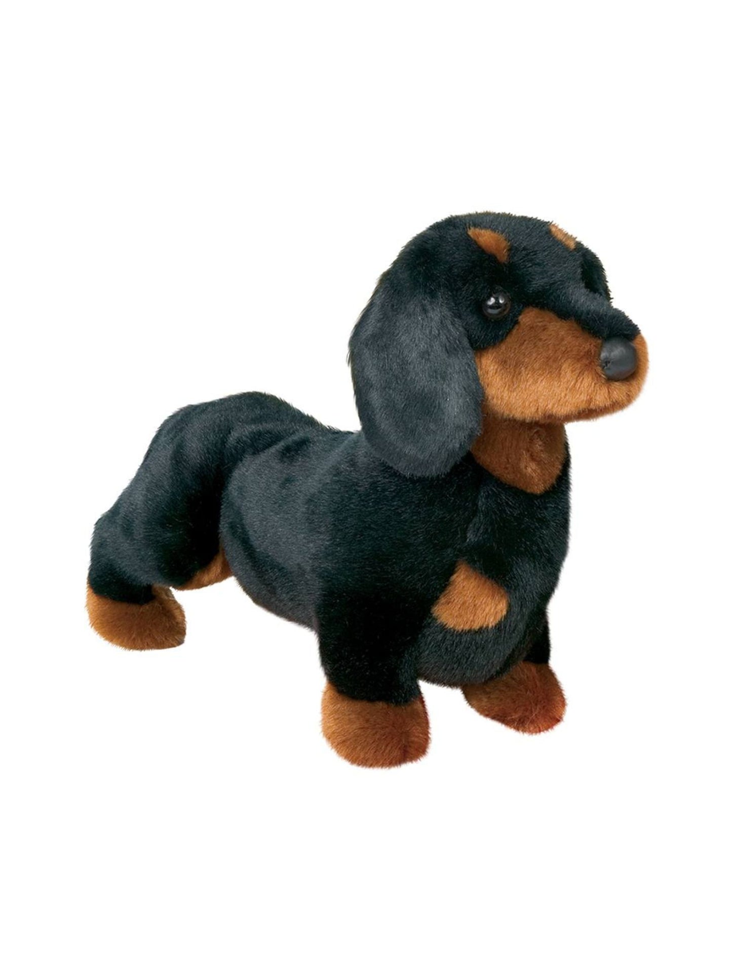 Spats the Black & Tan Dachshund