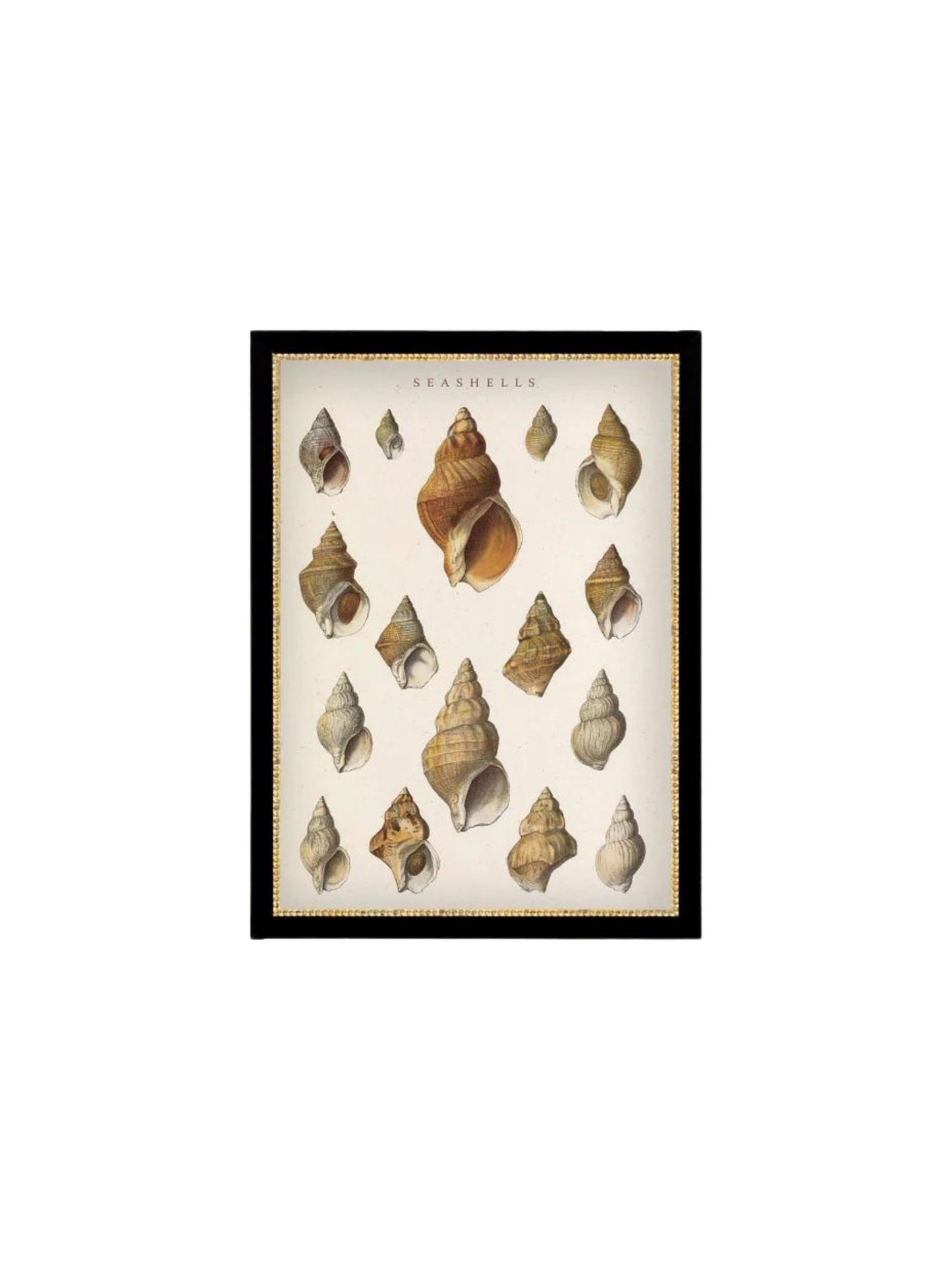 Seashells Conch Framed Picture