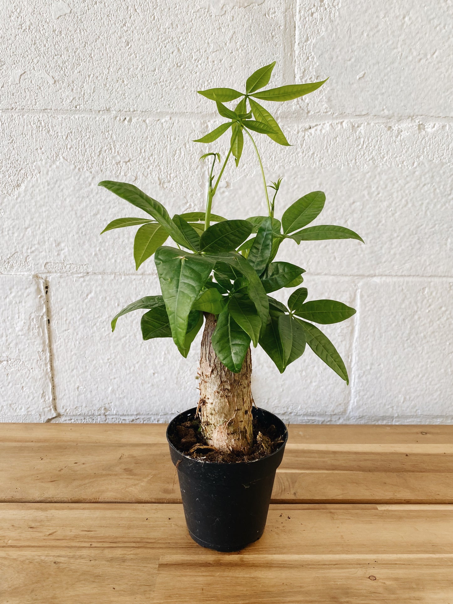 4” Money Tree – The Native One