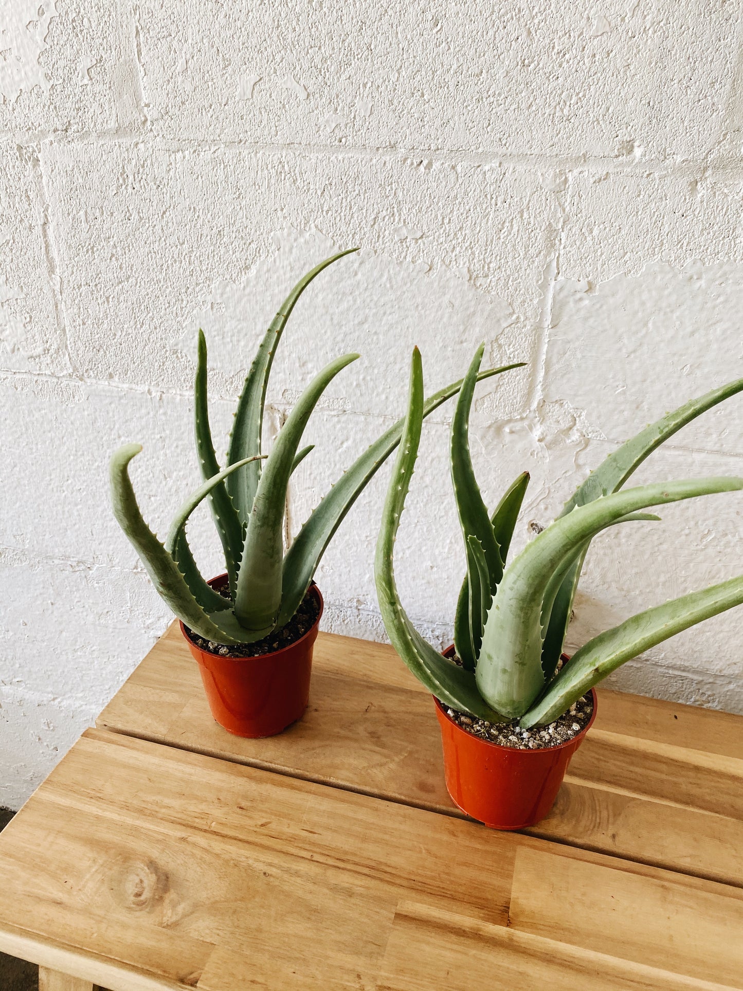 4” Cali Grown Aloe Vera