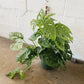 6” Swiss Cheese Philodendron